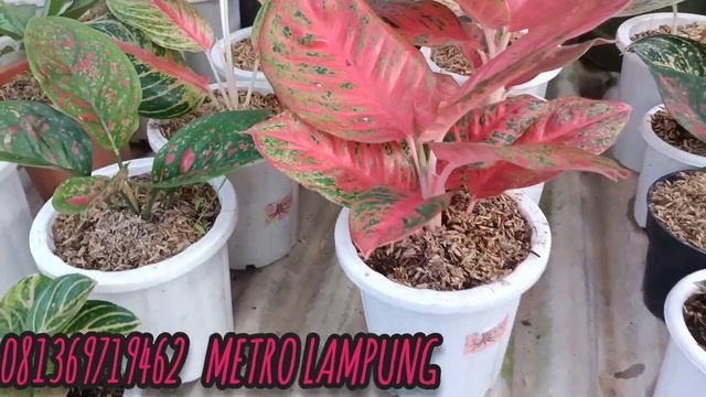 RINJANI CUMA 30 RIBUAN,BUNGA AGLONEMA,ANTHURIUM DAN JEMANI MANGKOK,HARGA PALING MURAH & TERJANGKAU смотреть онлайн