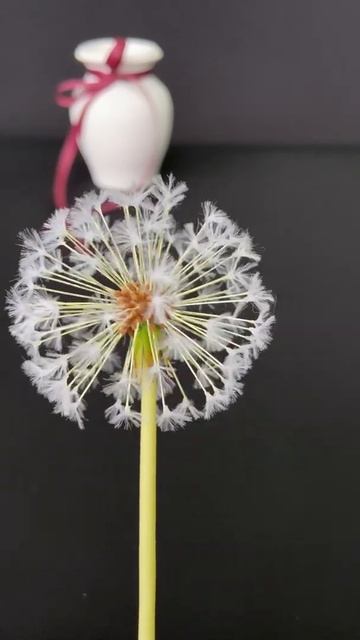 Dan-5. Одуванчик ручной работы из холодного фарфора смотреть онлайн