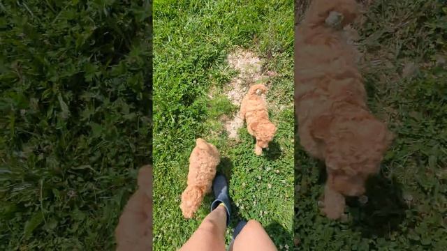 Super Mario Brothers Cavapoos Pt.3 9 Weeks Old; Rosalina and Luigi смотреть онлайн
