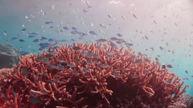 Звуки под водой. ASMR подводные звуки для сна и медитации 🌊 смотреть онлайн