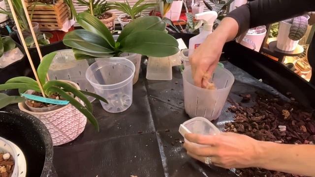 ORCHID CHORES EPISODE 1 Look at your list and do Orchid Chores with me! смотреть онлайн