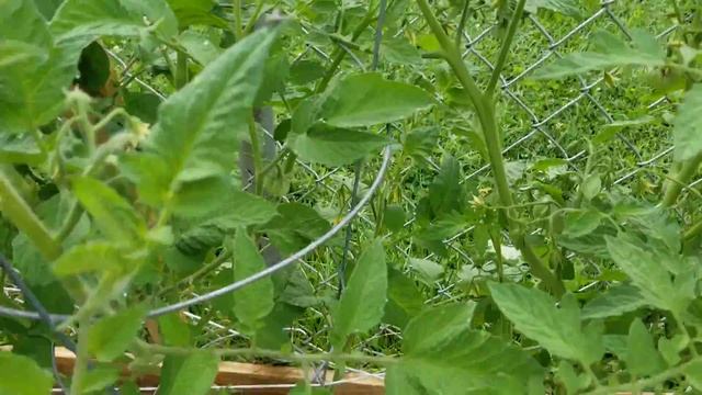 Morning walk through and small harvest of peppers and chamomile. смотреть онлайн