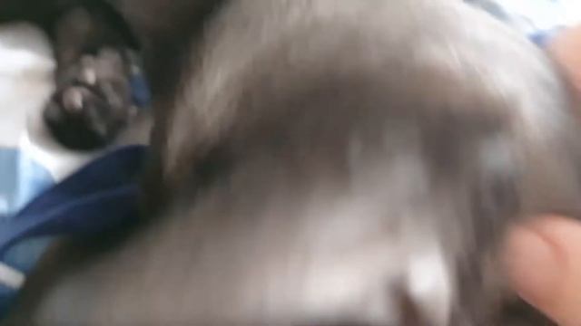 Чернушка - муркотушка...27.01.22 смотреть онлайн