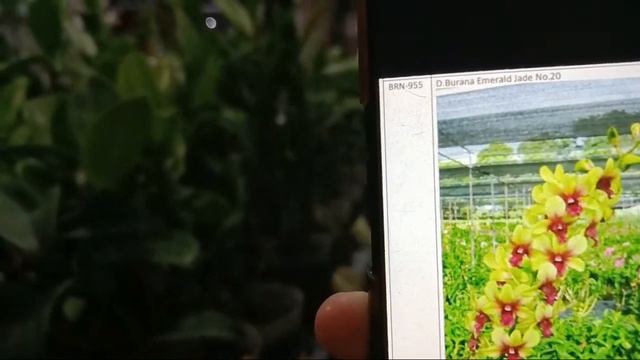 Yuk Tambah Koleksinya! Dendrobium Burana Jade Sundae Murah смотреть онлайн