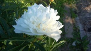 Пион Мадам Клод Тэн (Madame Claude Tain )  Дориат 1927