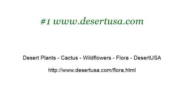 What Is A Desert Plant With Fuzzy Leaves And Red Flowers? смотреть онлайн