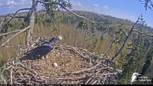 Jūras ērgļi | The raven take away both eagle eggs | April 27, 2024 смотреть онлайн