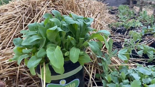 Almanac Gardening: March Garden Tour: What I Learned in March. смотреть онлайн