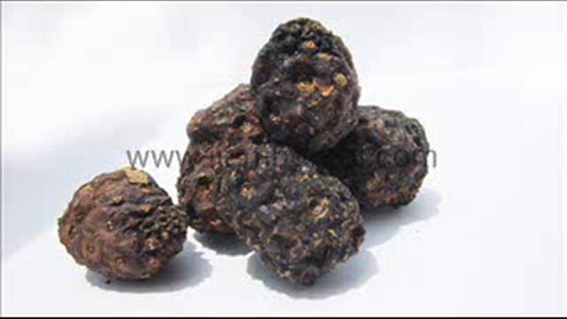 Buah Pace atau Mengkudu смотреть онлайн