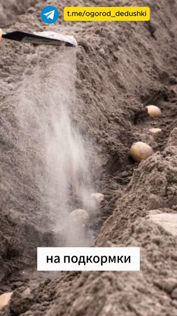 Секрет огромного урожая картофеля #картофель #огород смотреть онлайн