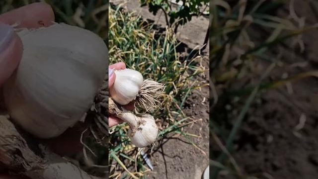 чеснок поспел пора убирать смотреть онлайн