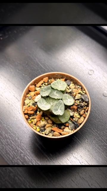 Суккуленты, которые сейчас в наличии #shorts #растения #haworthia #хавортия #суккуленты #succulent смотреть онлайн