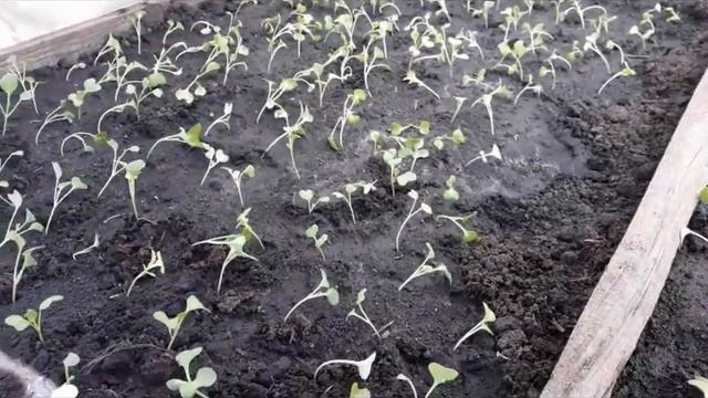 РАСПИКИРОВАЛА РАННЮЮ КАПУСТУ. смотреть онлайн
