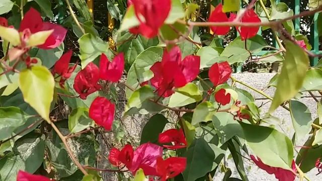 Nature Beauty L Nb21 | Nature Sound,natural, Nature Videos, Nature Rangoli, India