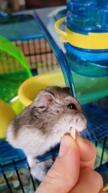Russian Dwarf Funny Hamster craving for Pumpkin Seeds Тыквенные Семечки для Джунгарского Хомяка смотреть онлайн