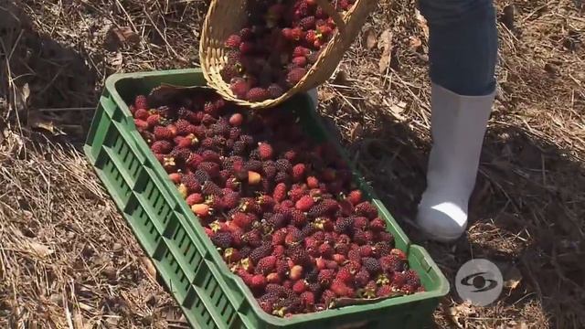 Cosecha de mora y elaboración de vino | La Finca de Hoy смотреть онлайн