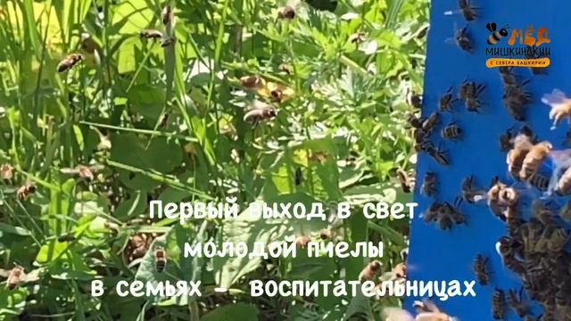 Выводим маток смотреть онлайн