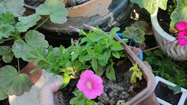 Всё про /ПЕТУНИЮ/ 🌸 смотреть онлайн