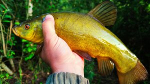 Рыбалка мечты ловля загадочного линя