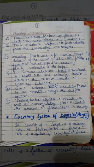Excretory organ in Invertebrate #Msc notes #flamecells#OfficialSaNik смотреть онлайн
