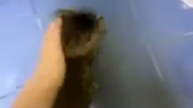 Ласковый кот Матвей смотреть онлайн