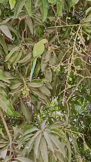 cute green parrot 🦜 смотреть онлайн