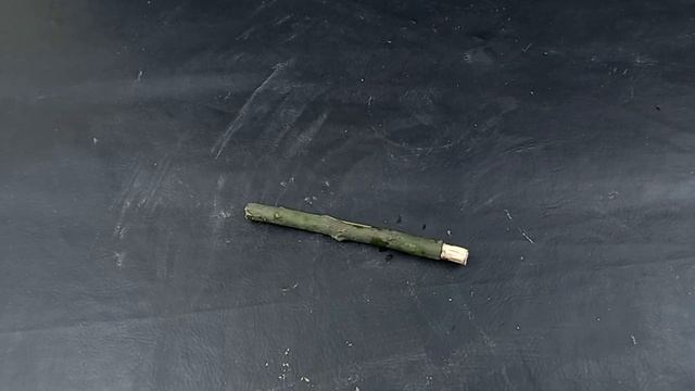 Growing Mango Tree From Cutting In A Coca-Cola смотреть онлайн