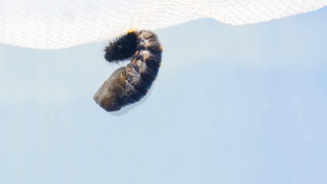 The moment a butterfly larvae transforms into a chrysalis смотреть онлайн