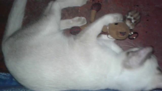 Maku playing his lil bear :D смотреть онлайн
