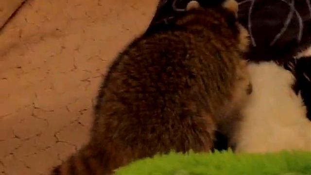 ЕНОТ-ПОТРОШИТЕЛЬ.ПРОДОЛЖЕНИЕ смотреть онлайн