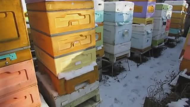 кому давать канди и когда, контроль зимующих на воле отводков пчел , 17.02.2025 смотреть онлайн