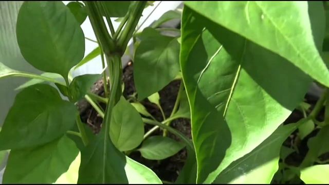 ⟹ Lipstick Pepper, Capsicum Annuum