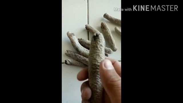 Teripang (timun laut) itu apa? dan kenapa harga teripang mahal? teripang sea cucumber info teripang смотреть онлайн