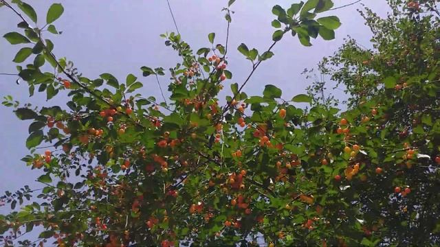 Казахстан. Черешня это тема😁 смотреть онлайн