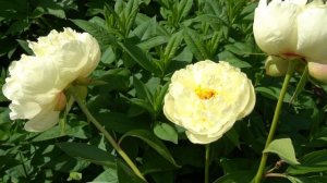 Пион    Сайдлс Супер -. ( Seidl's Super)     Seidl/Simmons 2015