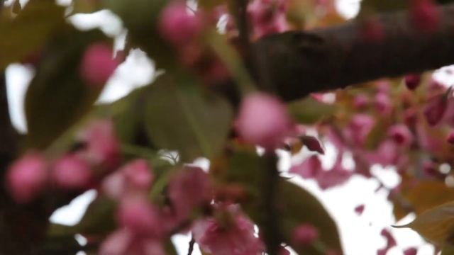 Japán díszcseresznye virágzás (2020. tavasz) смотреть онлайн