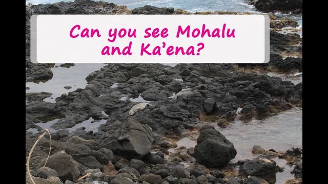 Hawaiian monk seals - Where is the seal? смотреть онлайн