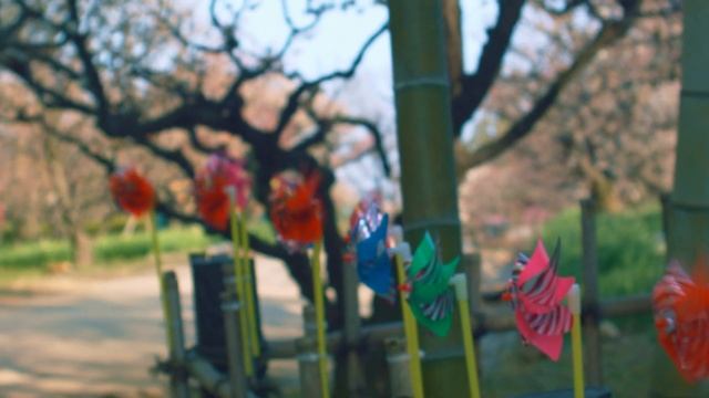 【オールドレンズ】大阪万博記念公園「梅まつり」｜BMPCC OG｜ Schneider-Kreuznach Curtagon 35mm/f2.8｜ смотреть онлайн