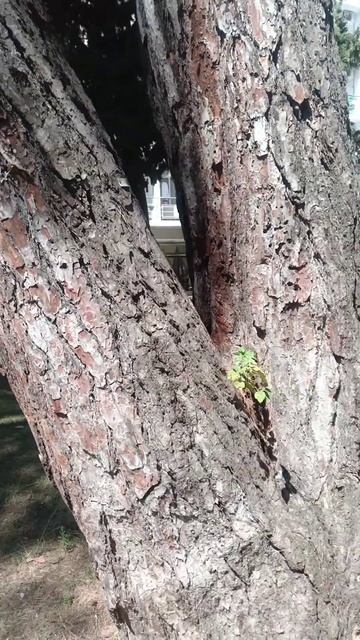 Пицунда сегодня огромная сосна пицундская август 2023 смотреть онлайн