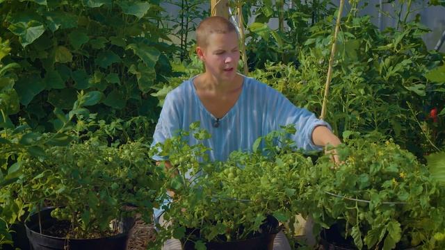 Tomater från sådd till skörd - Del 4: Beskärning смотреть онлайн