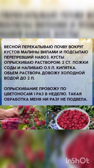 МАЛИНА ПОДКОРМКА ОБРАБОТКА ВЕСНОЙ смотреть онлайн