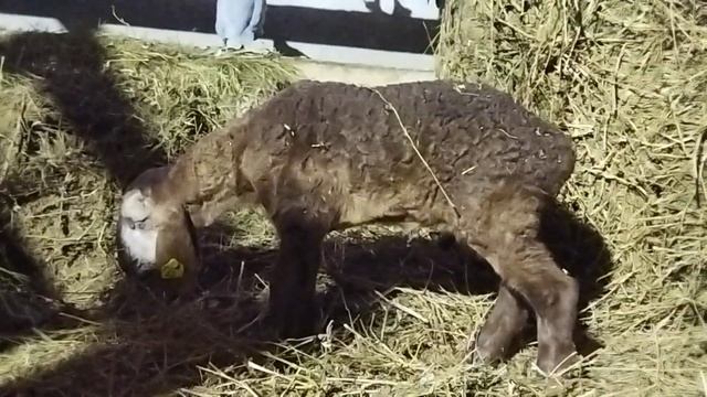 Лечим ягнёнка после того как поел землю так же можно лечить когда съел шерсть