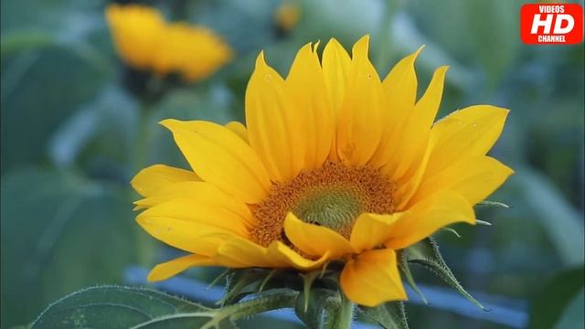 Bunga Matahari | Sunflower | Helianthus annuus смотреть онлайн