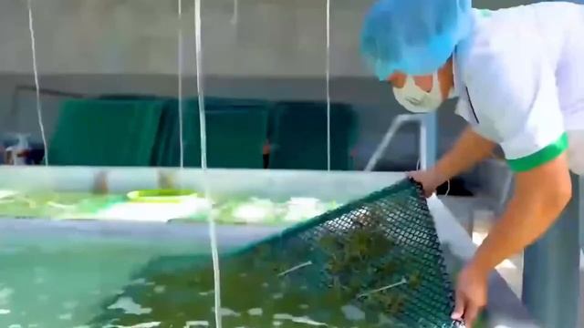 The Life Cycle of Sea Grape's | Modern Agriculture Planting and Harvesting Caulerpa lentillifera смотреть онлайн