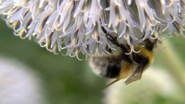 2009 08 13 Bees Thistle Macro смотреть онлайн