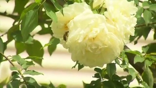 Greenfingers - Cottage Garden смотреть онлайн