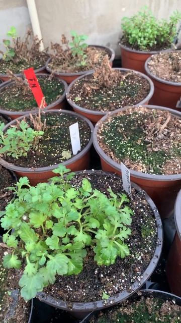 🌸Правило полива растений. Как правильно поливать растения.👈 #теплица #цветы #хризантема #гортензия смотреть онлайн