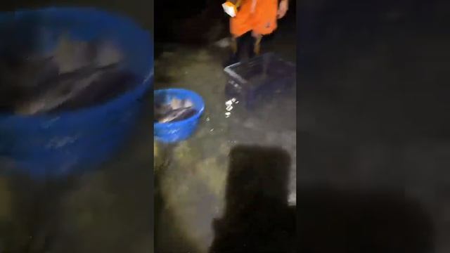 Survival Skills: Amazing fishing, Catch A Lot Of Fish , Fishing , Hand Fishing ,catching fishing смотреть онлайн