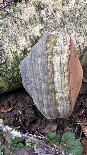 Bushcraft Shelter - Forest wild camping 🏕️ #bushcraft смотреть онлайн