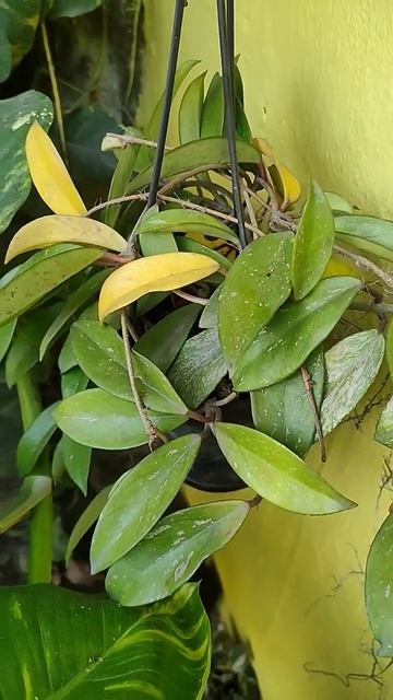 Hoya Plant #shorts #short #youtubeshorts #youtube #gardening #garden #hoya #viral #rareplant смотреть онлайн